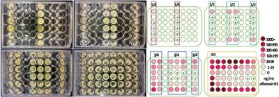 Influence of Neighboring Clonal-Colonies on Aflatoxin Production by Aspergillus flavus